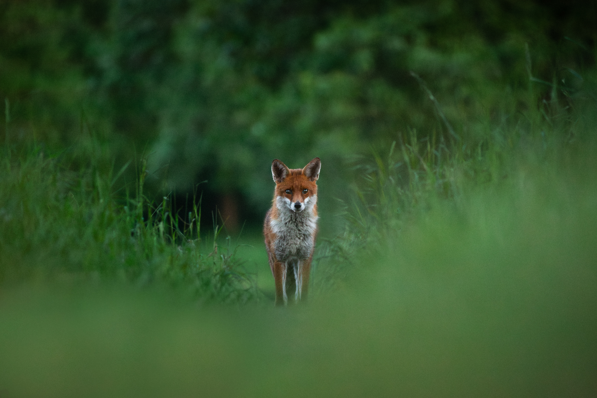 Fox eye contact at dusk
